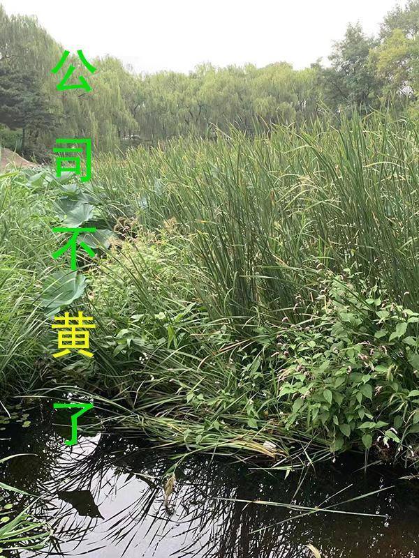 公司黄了是什么意思?